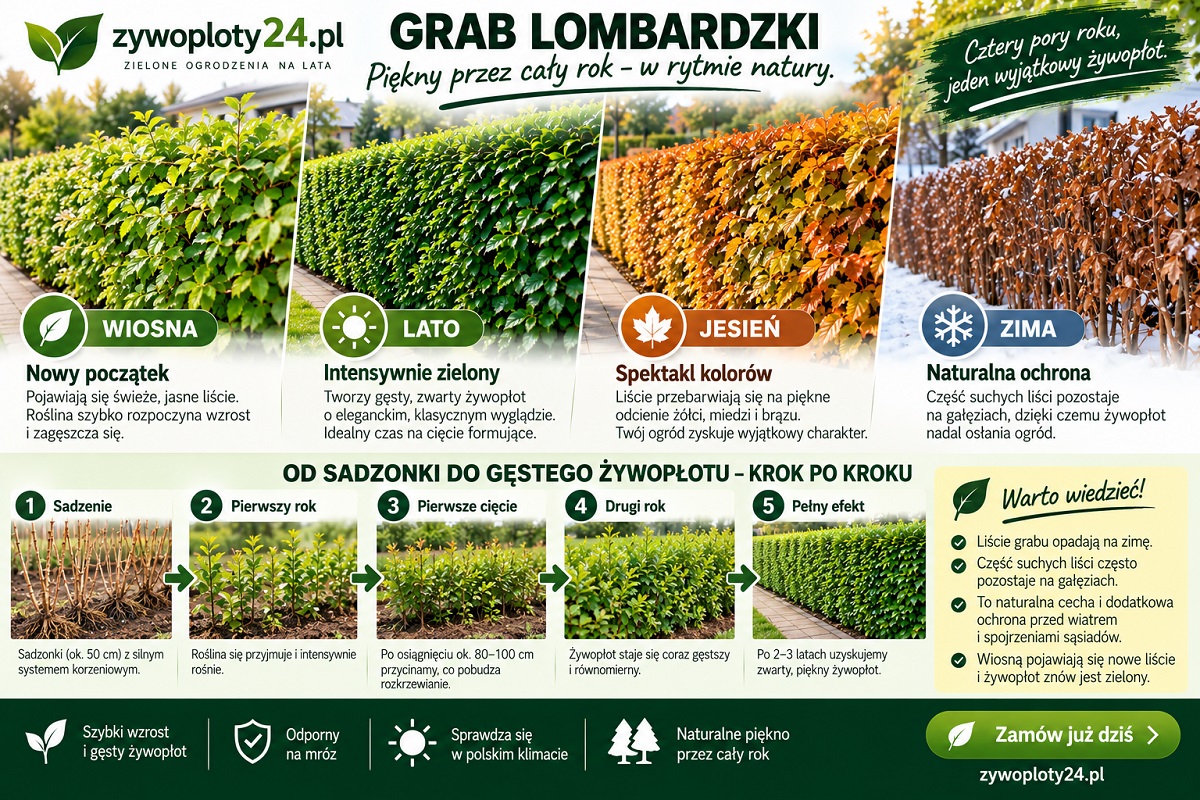 Grab Lombardzki przez cztery pory roku